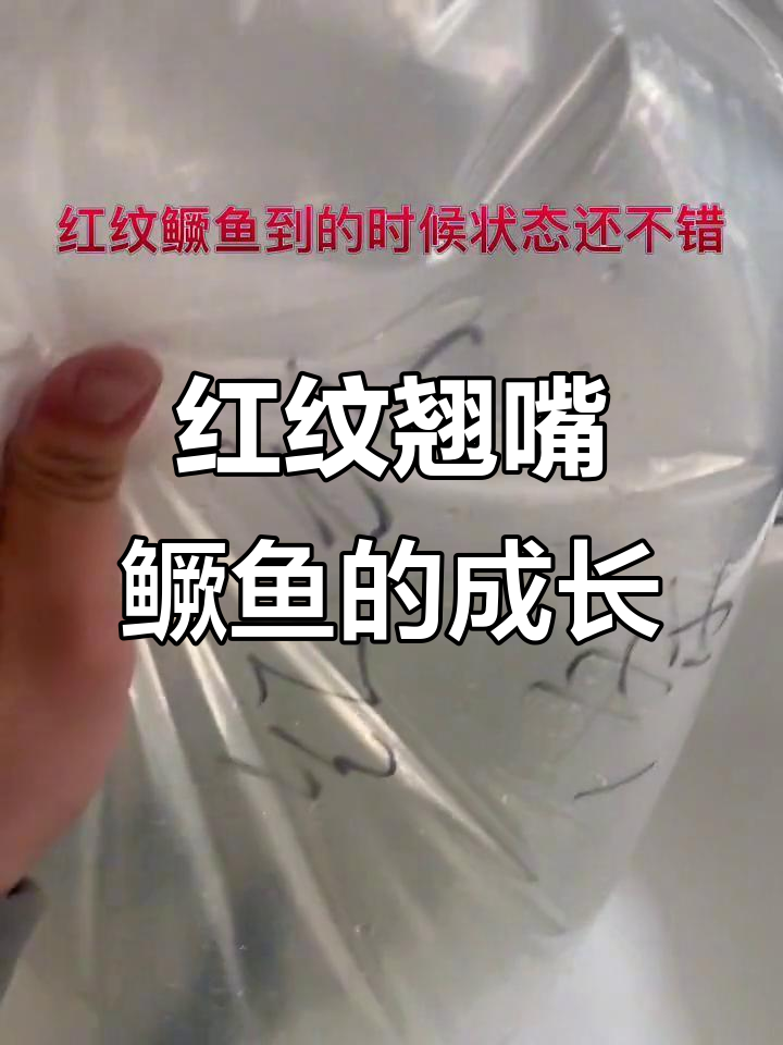 养殖红纹翘嘴鳜鱼一个月,生长迅速食量惊人