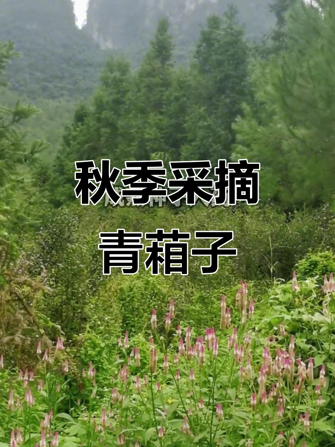 青葙子:秋收野鸡冠花种子,晒干入药