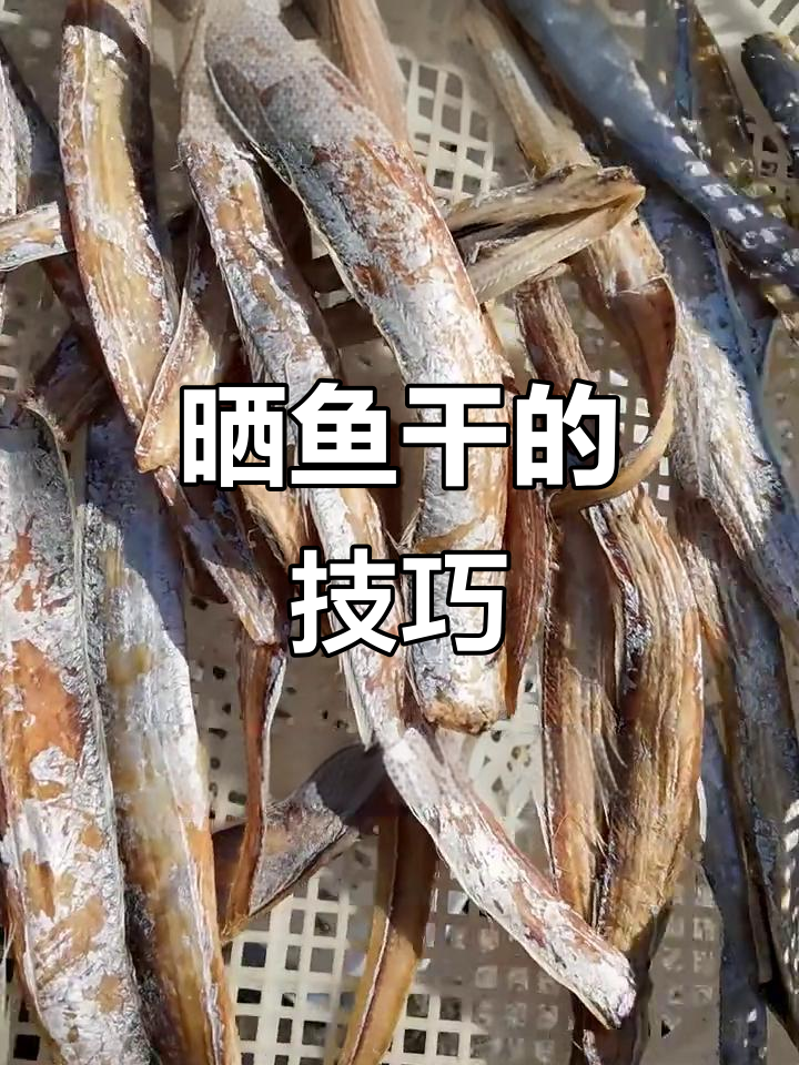 威海渔民晒鱼干秘诀,掌握湿度与软度平衡