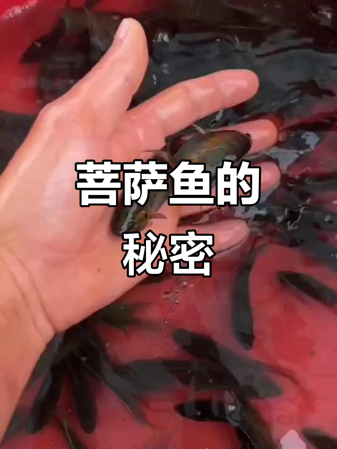 菩萨鱼:曾被喂鸡鸭的美丽斗鱼,如今成观赏宠