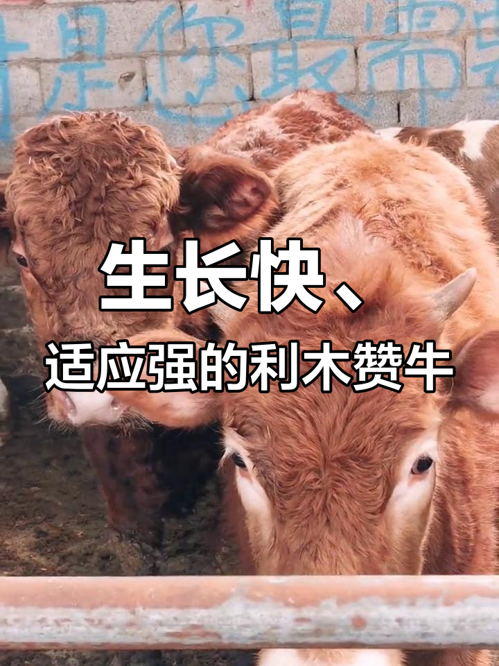 利木赞牛:法国引进的优质肉牛品种