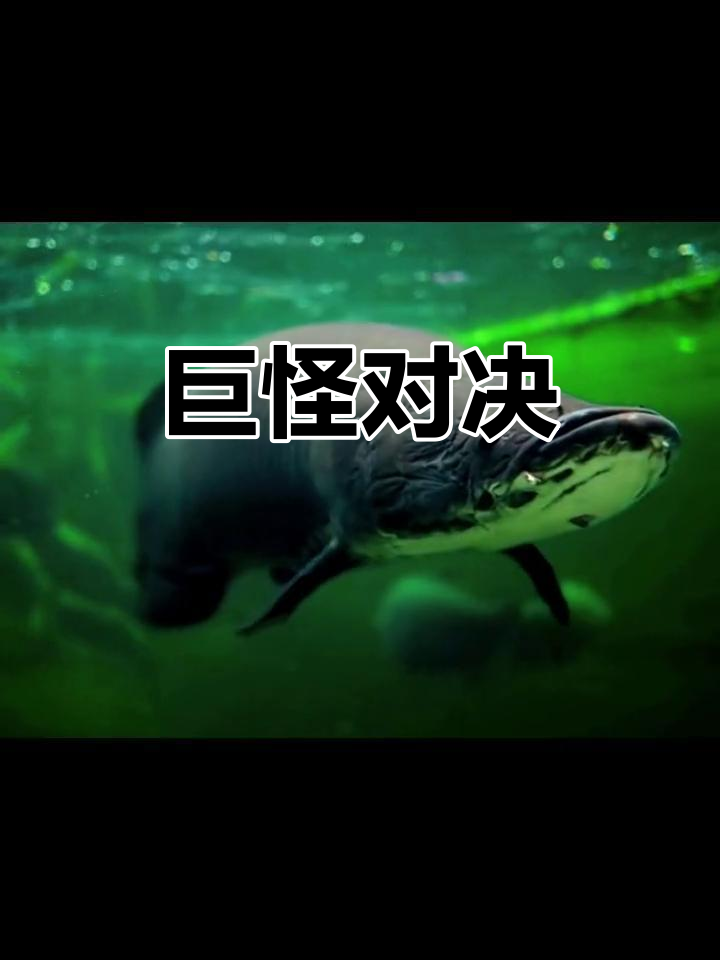 巨骨舌鱼VS鳄雀鳝,河中大战一触即发!