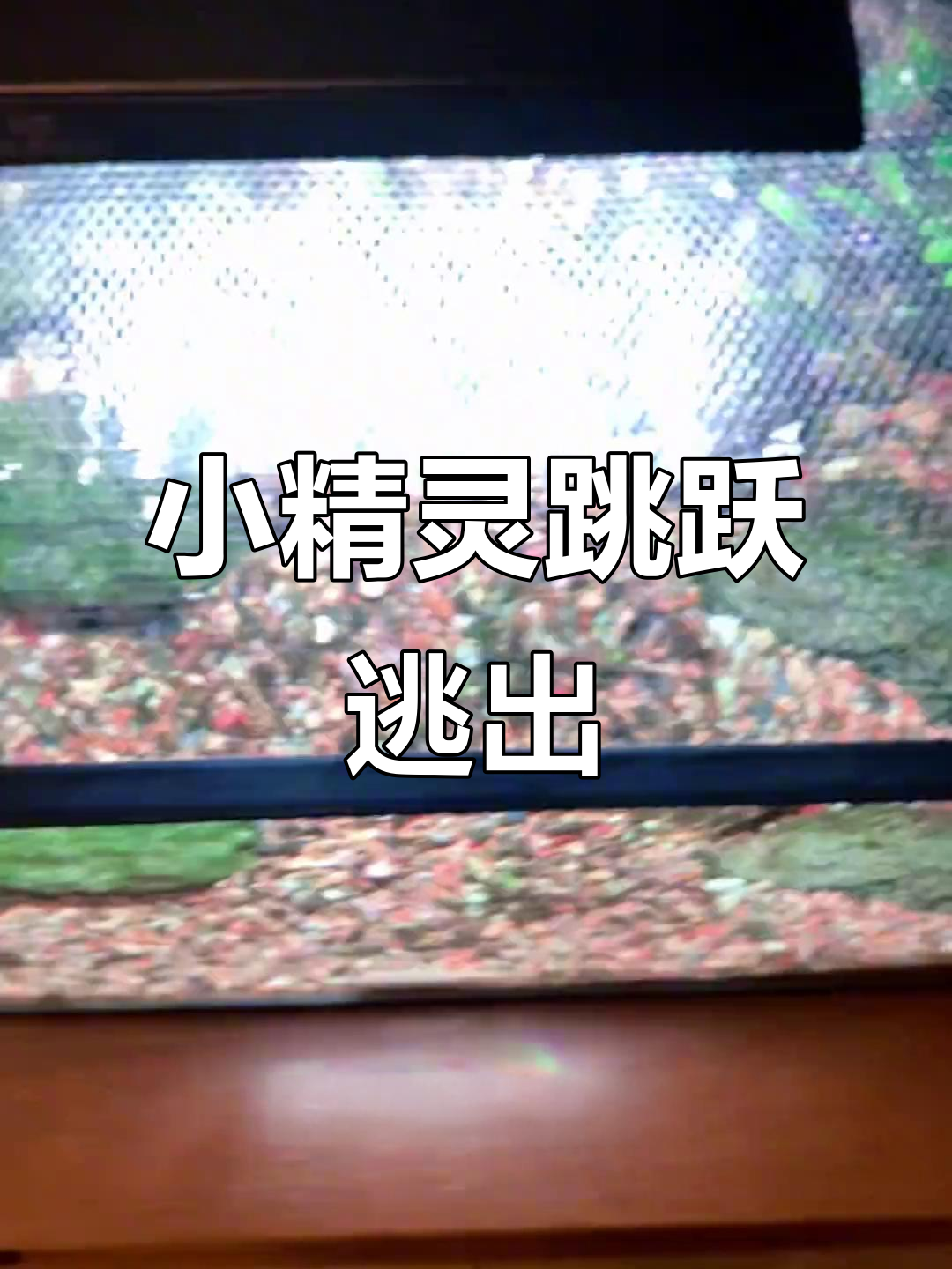 老虎小精灵竟然能跳缸,防开网也挡不住!