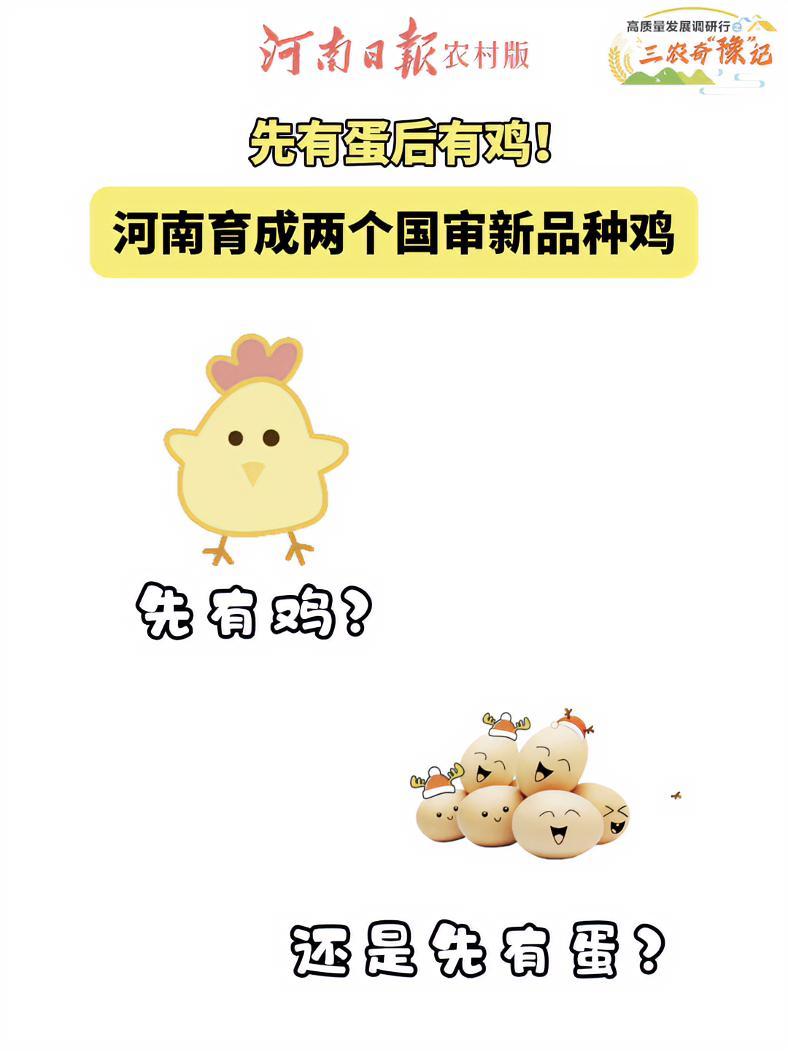 先有鸡还是先有蛋?河南地方鸡品种有哪些?12月25日,“高质量发展调研行”河南主题采访团走
