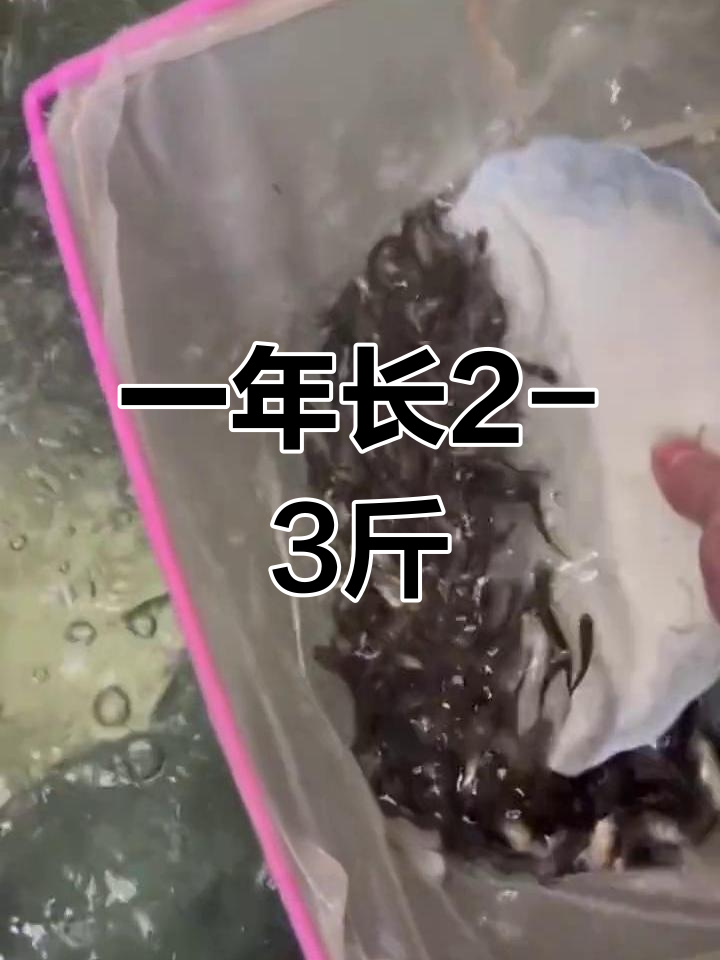 白鲢鱼养殖快速生长,肉质鲜美