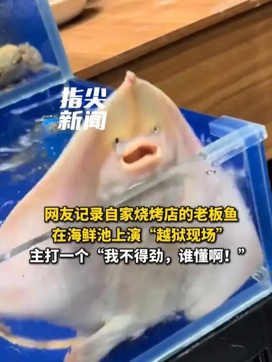 网友记录自家烧烤店的老板鱼 在海鲜池上演“越狱现场” 主打一个“我不得劲,谁懂啊”(编辑 