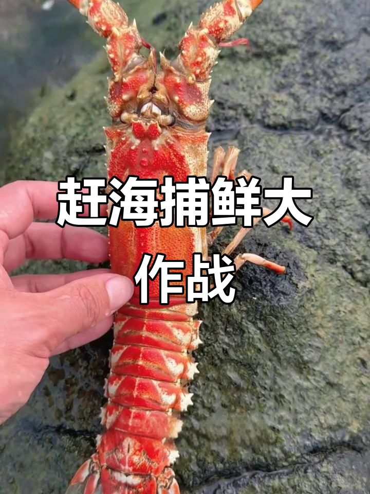 下海抓海鲜,横角楼和小青龙都在逃!