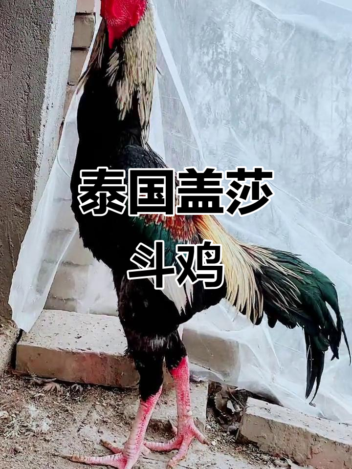 泰国盖鲨斗鸡:速度与力量的完美结合,动作迅猛让人惊叹