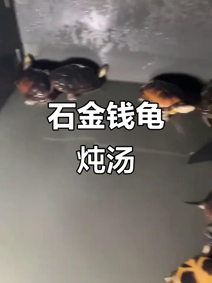 瑕疵石金钱龟滋补养生,煲汤效果更佳
