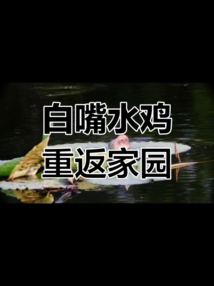 白嘴水鸡家族回归,新成员小花加入