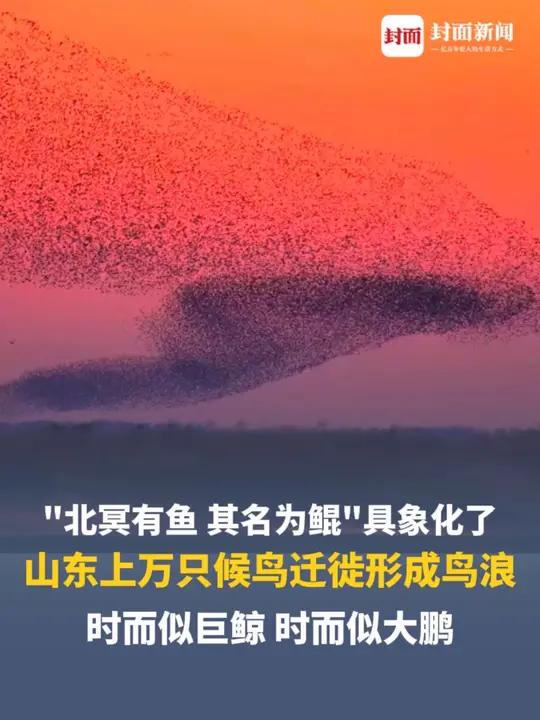 “北冥有鱼,其名为鲲”具象化了!山东上万只候鸟迁徙形成鸟浪,时而似巨鲸,时而似大鹏