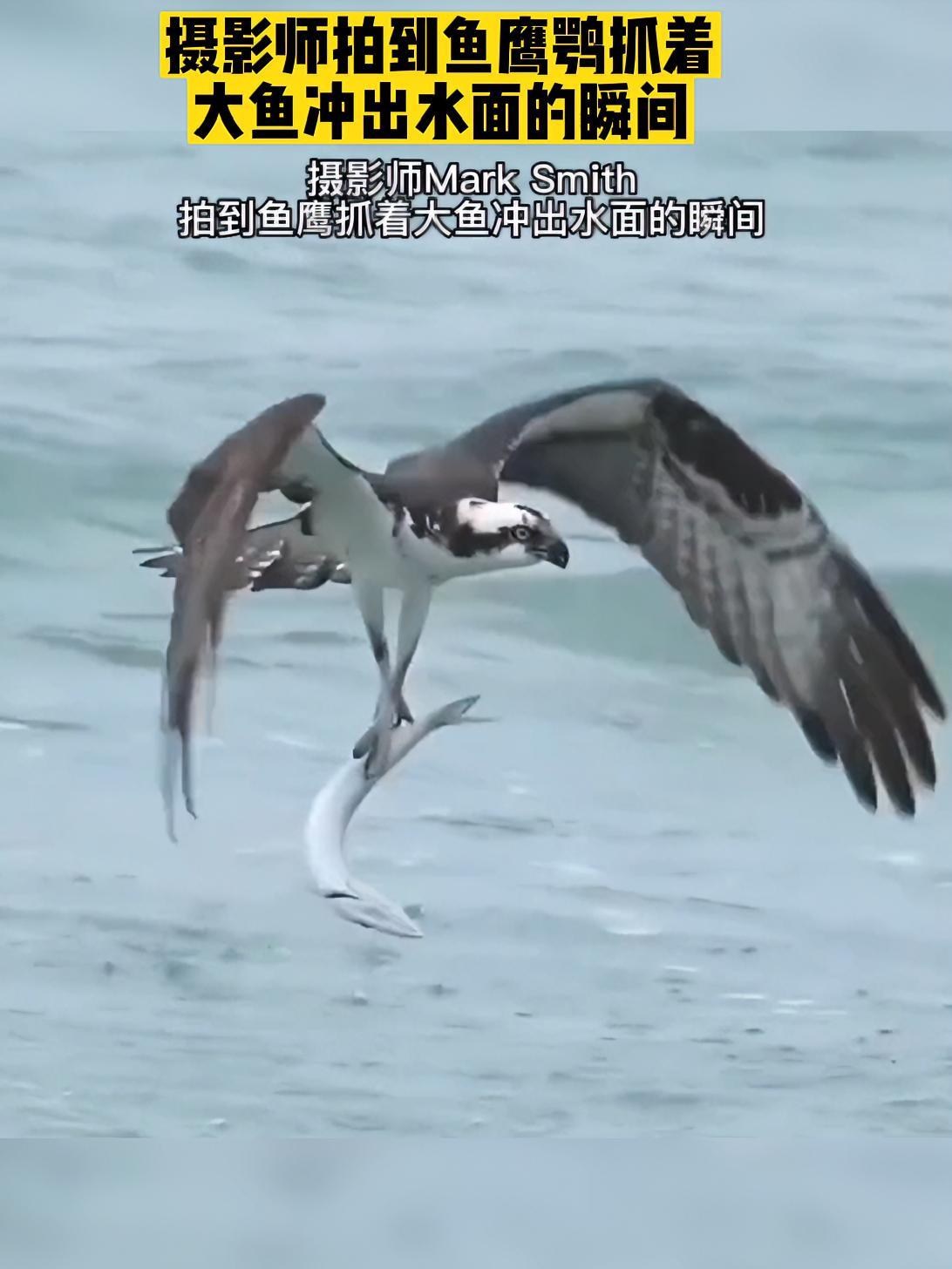 摄影师拍到鱼鹰鹗抓着大鱼冲出水面的瞬间 鸬鹚鱼鹰 鱼鹰 摄影师