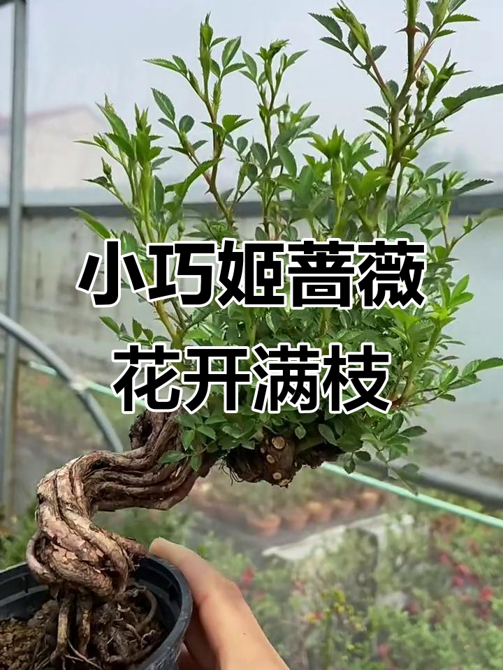 韩国姬蔷薇小盆景,爆花超多,粉色花朵美丽动人