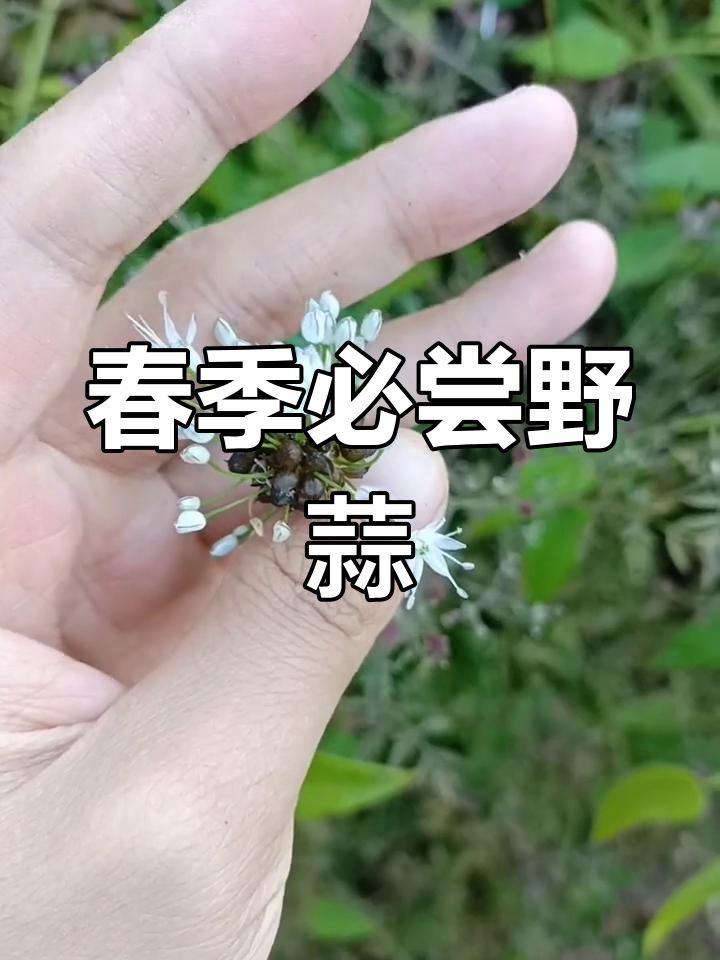 野韭菜的神奇功效与美味