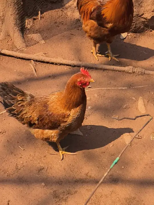 这大公鸡好吃是好吃,就是吃起来有点费牙!