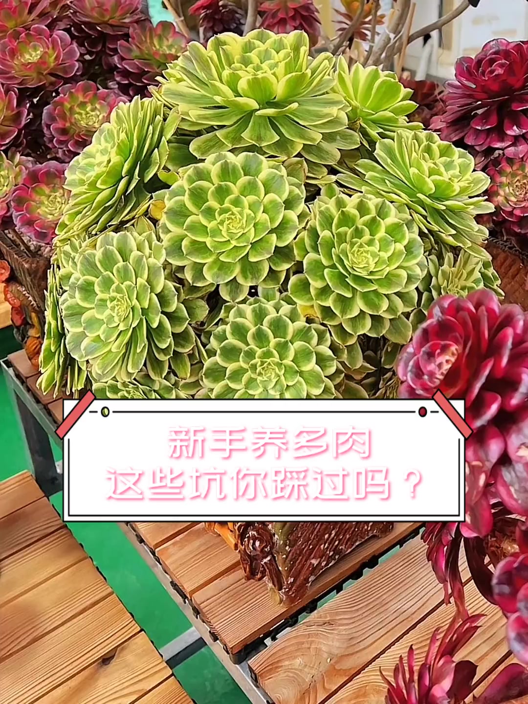 新手养多肉,这些坑你踩过吗?