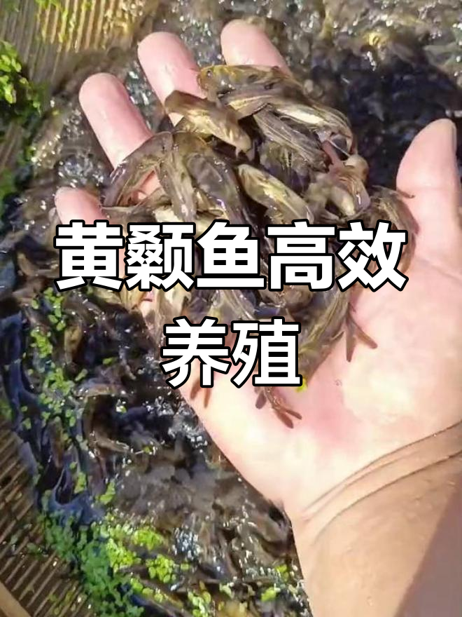 黄颡鱼养殖全攻略:适应性强,产量高