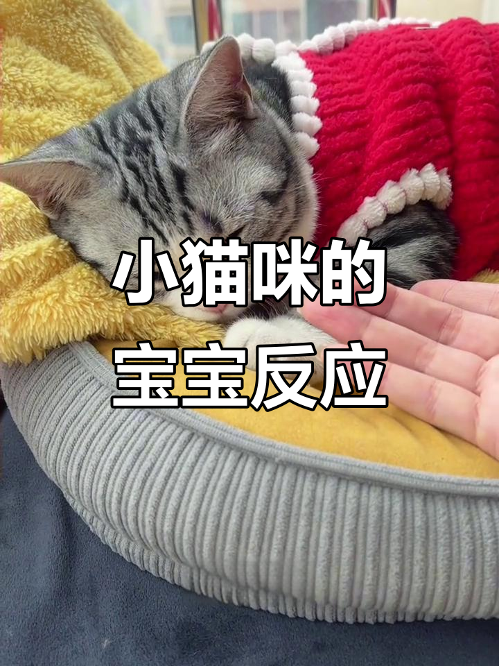 小猫咪偷喝奶茶被嫌弃,生气表情太可爱了