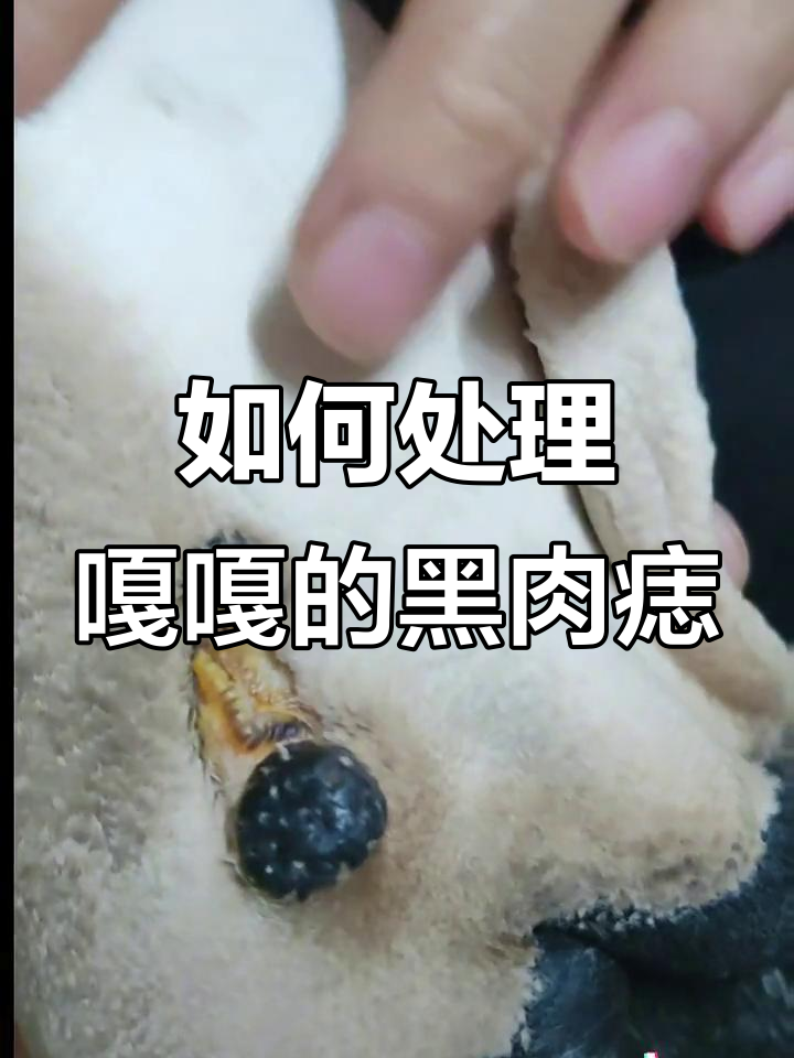 嘎嘎眼睛下方的黑肉痣,爪子抓不停怎么办?