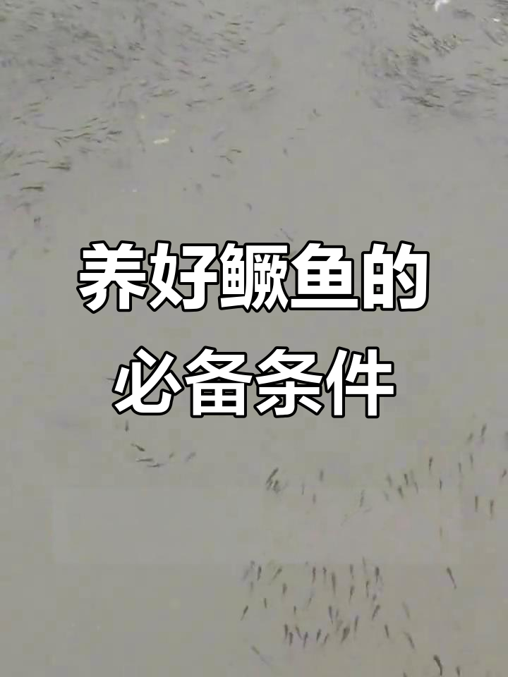 鳜鱼养殖的关键:水质、温度与病虫害防控全解析