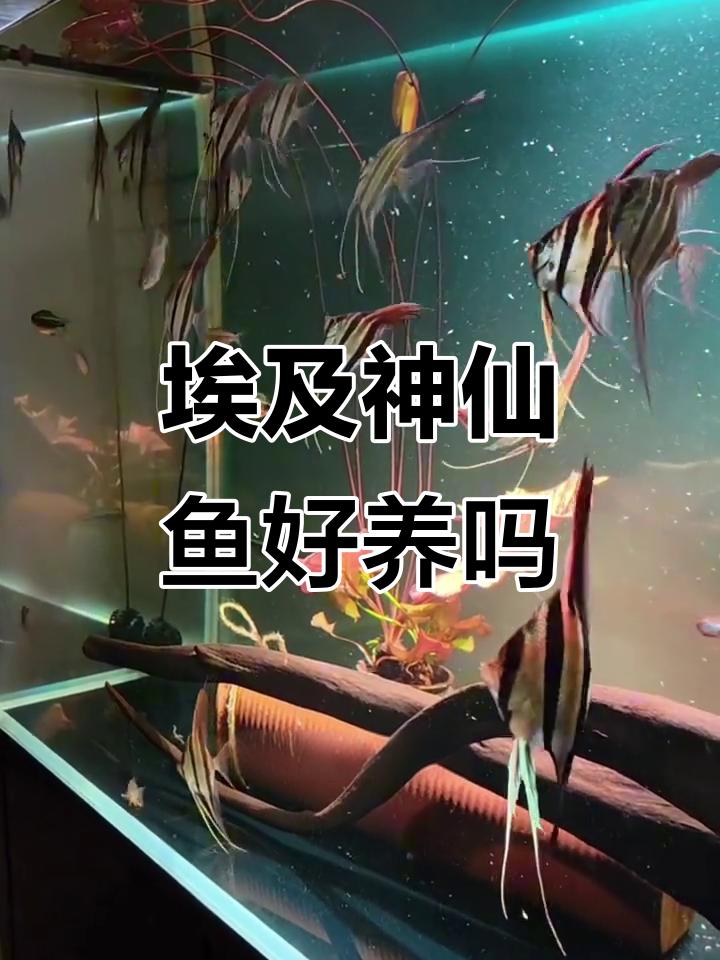 埃及神仙鱼饲养技巧:如何避免交叉感染