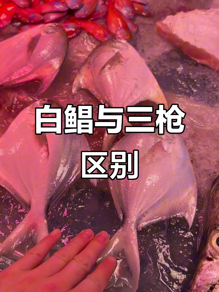 如何区分白鲳鱼和三枪鱼的尾巴特征