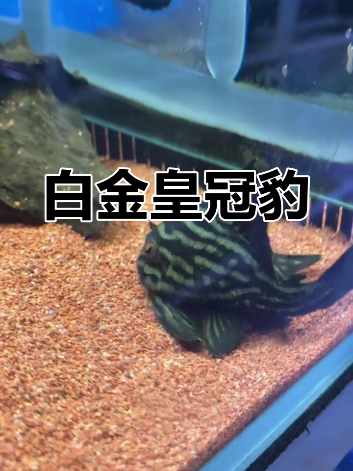 哥伦比亚白金皇冠豹:异形鱼中的瑰宝