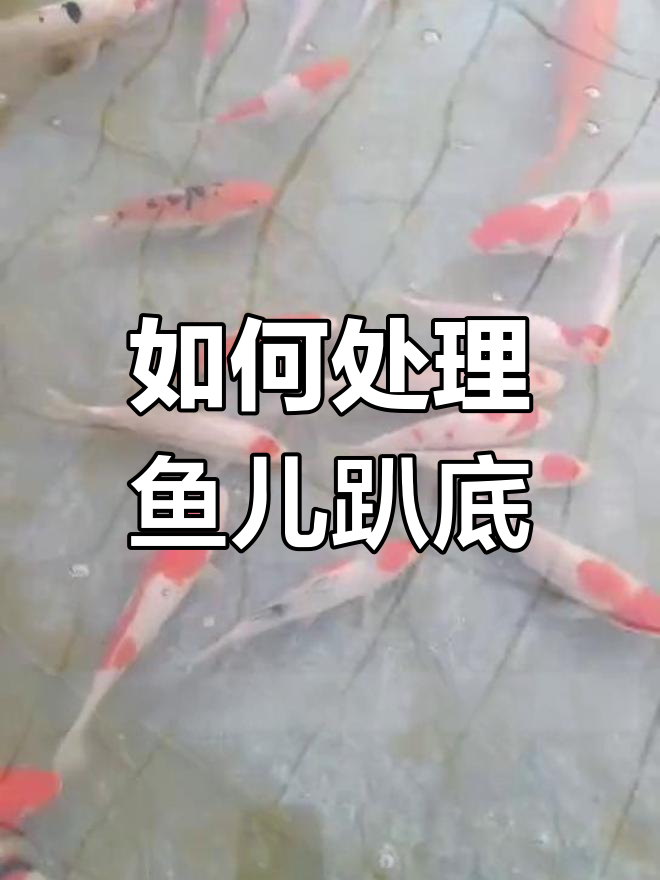 观赏鱼趴缸不动?如何应对