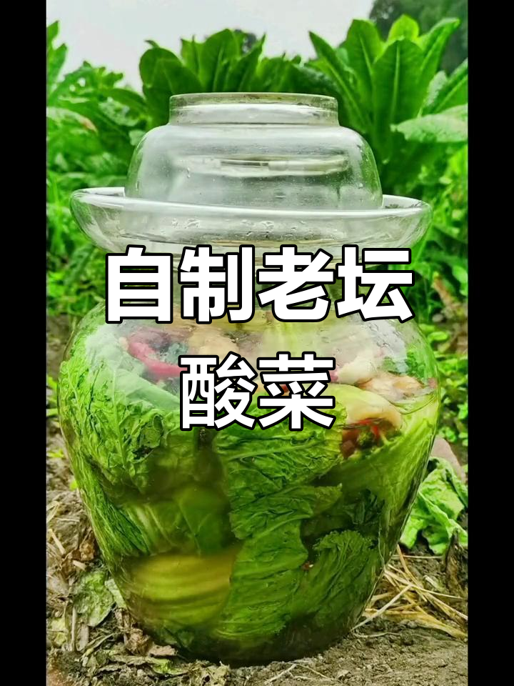 四川大叶青菜老坛酸菜做法