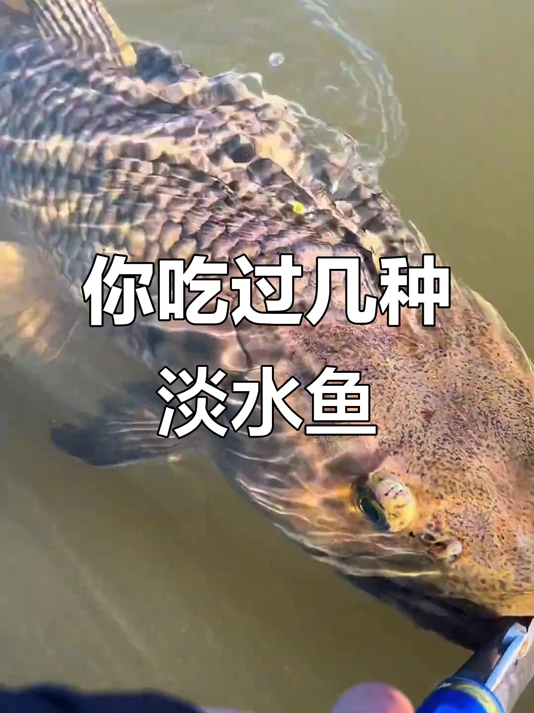 16种常见淡水鱼，哪些能吃？哪些不能吃？