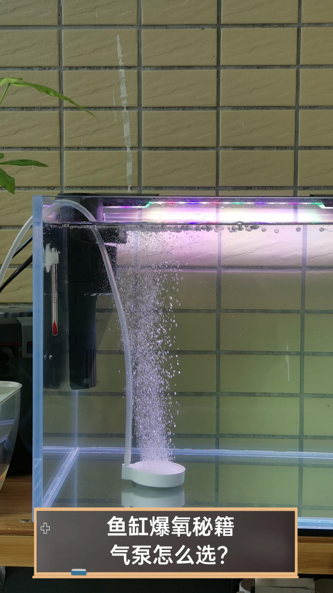 鱼缸爆氧秘籍，气泵怎么选？