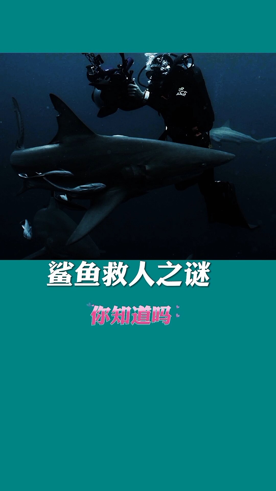 鲨鱼救人之谜