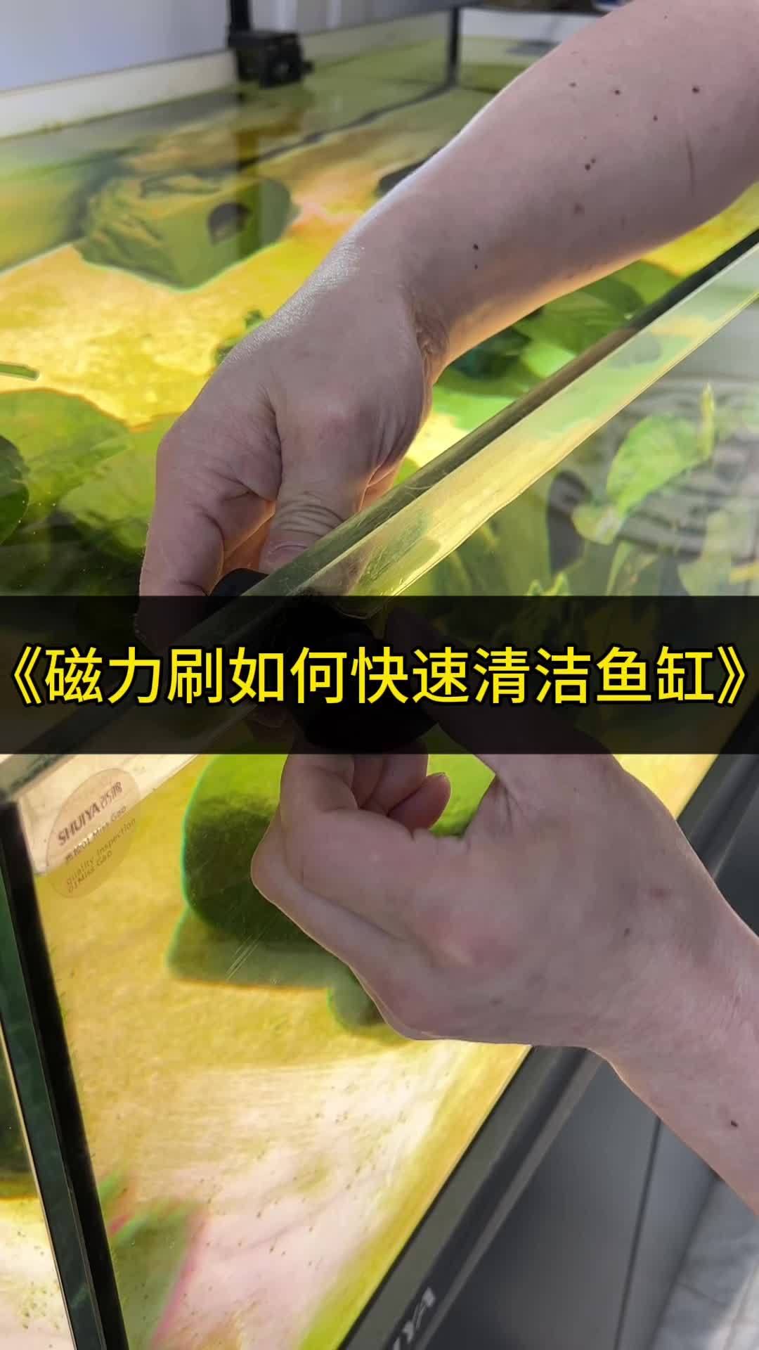 有个好用的鱼缸磁力刷真的可以减轻不少烦恼 观赏鱼 龙鱼 养鱼 鱼缸 磁力刷鱼缸