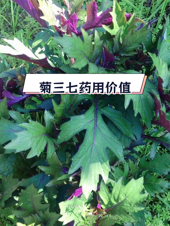 菊三七:贵州民间草药,功效多样