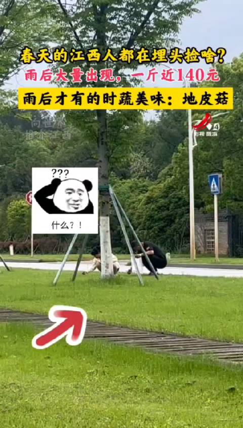 「春天的江西人在埋头捡啥」地皮菇,学名普通念珠藻,属于单细胞固氮蓝藻类,喜欢生长在潮湿的土