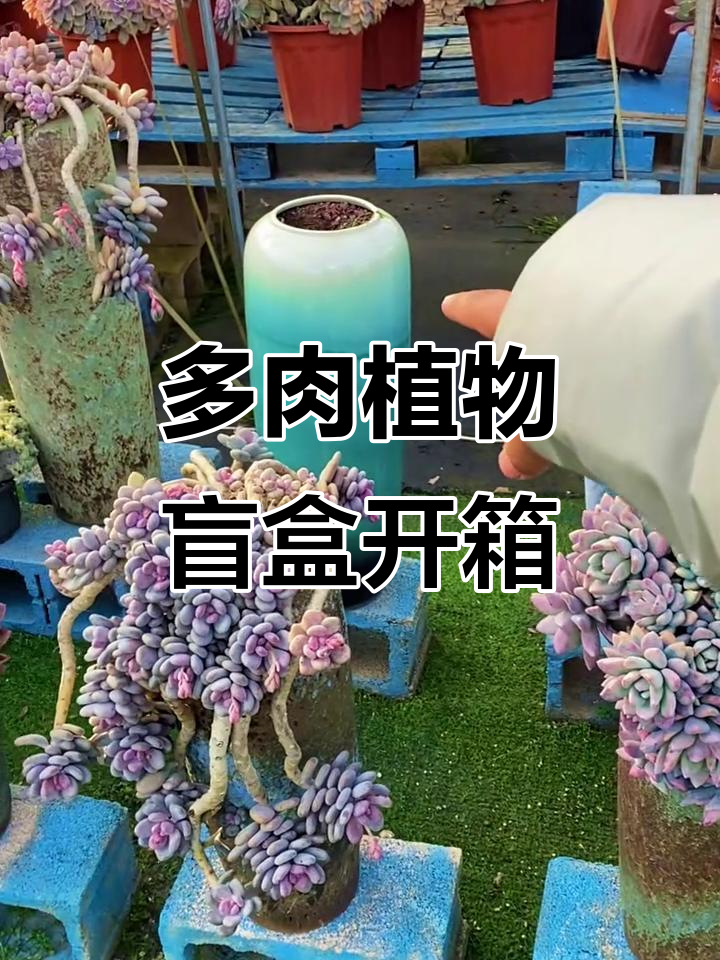 拆包大揭秘!奥普多肉植物盲盒开箱,盆子有点矮了