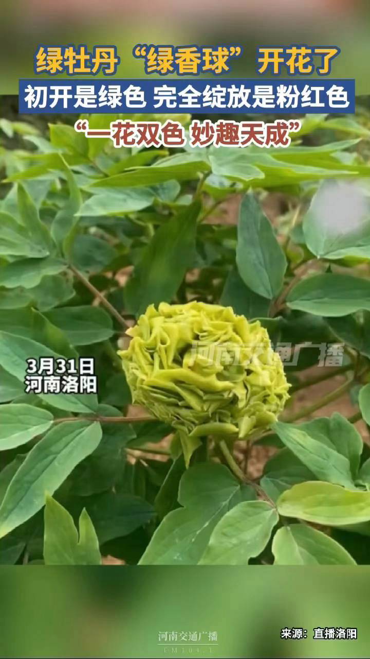 洛阳的绿牡丹开花了