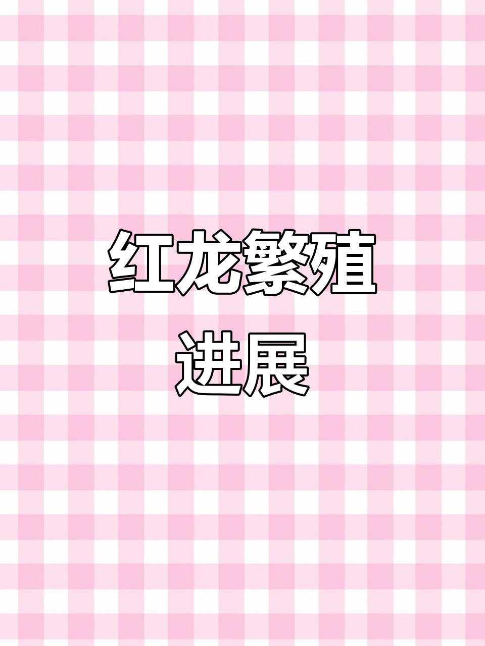 红龙繁殖又近一步,改造鱼缸助力成功受精