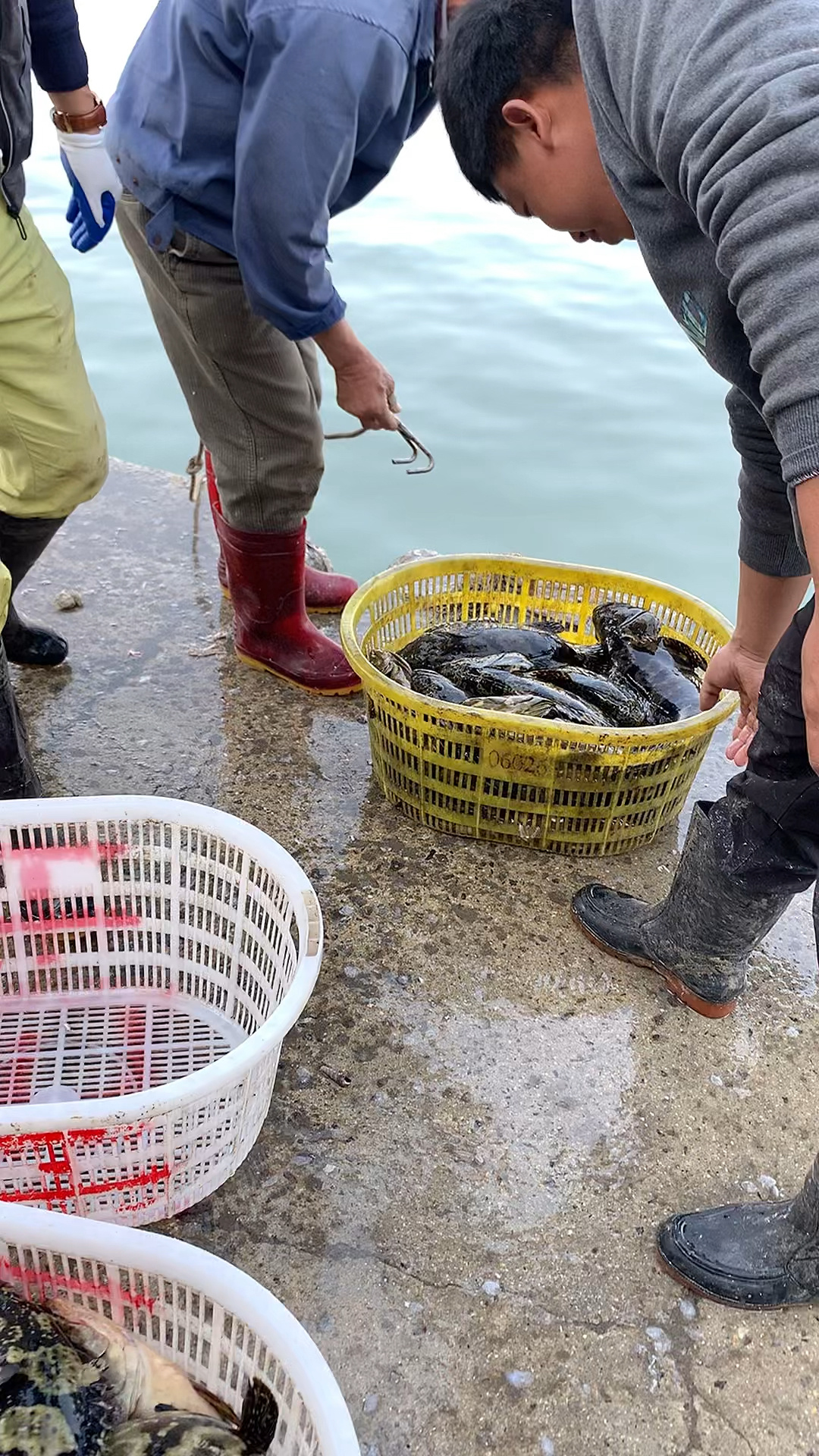 石斑鱼品种一共有1000多种,你认识多少