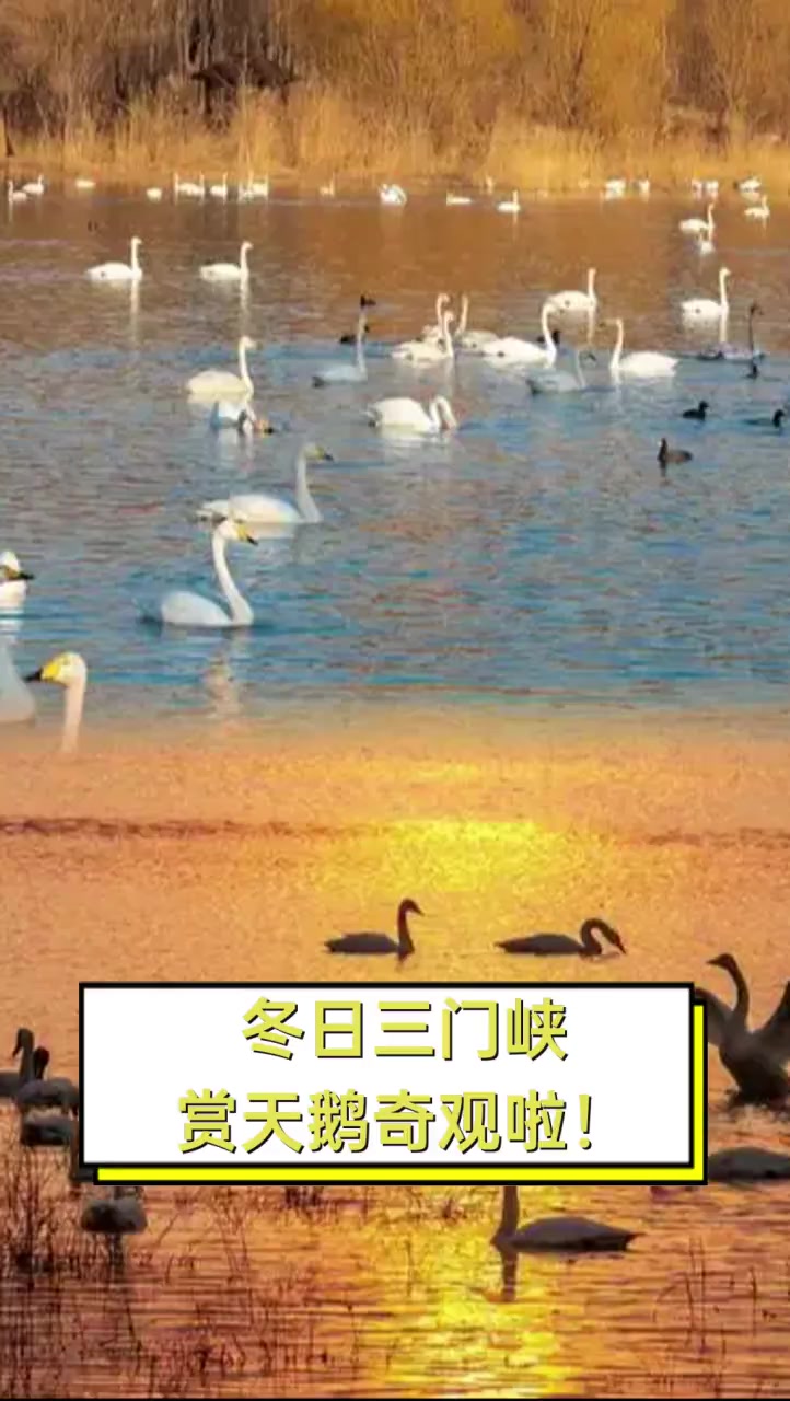 冬日三门峡,赏天鹅奇观啦!