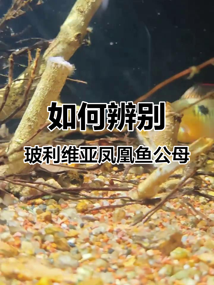 玻利维亚凤凰鱼公母分辨与配对技巧，如何判断是否成功？