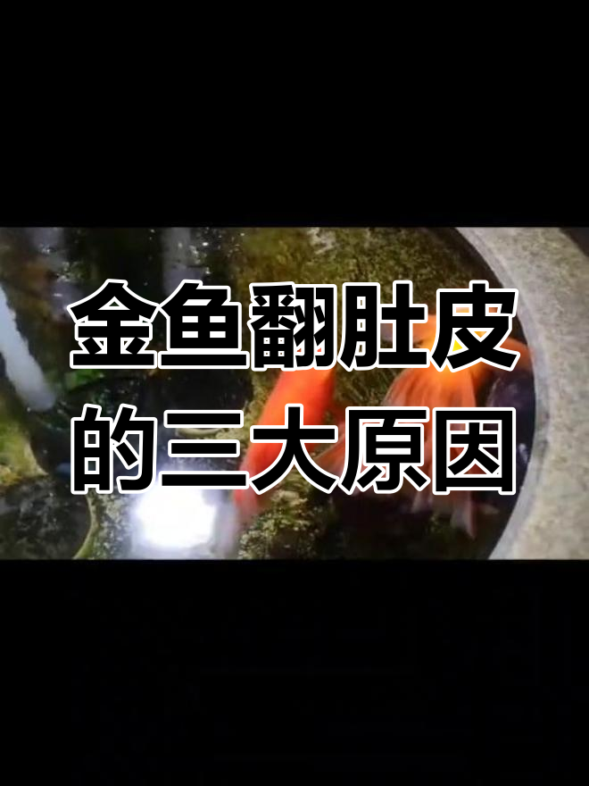 金鱼翻肚皮的原因及解决方法