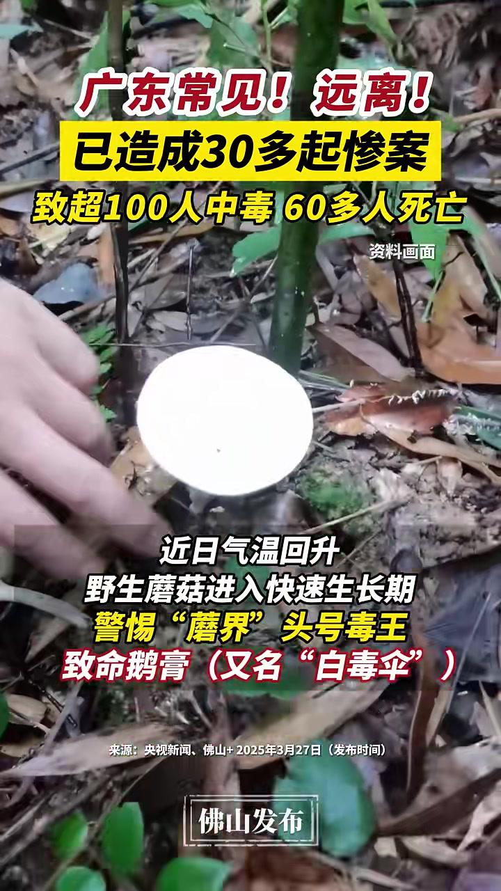 广东常见,远离!在我国已造成30多起惨案,致超100人中毒、60多人死亡。(编辑:唐欣瑜;
