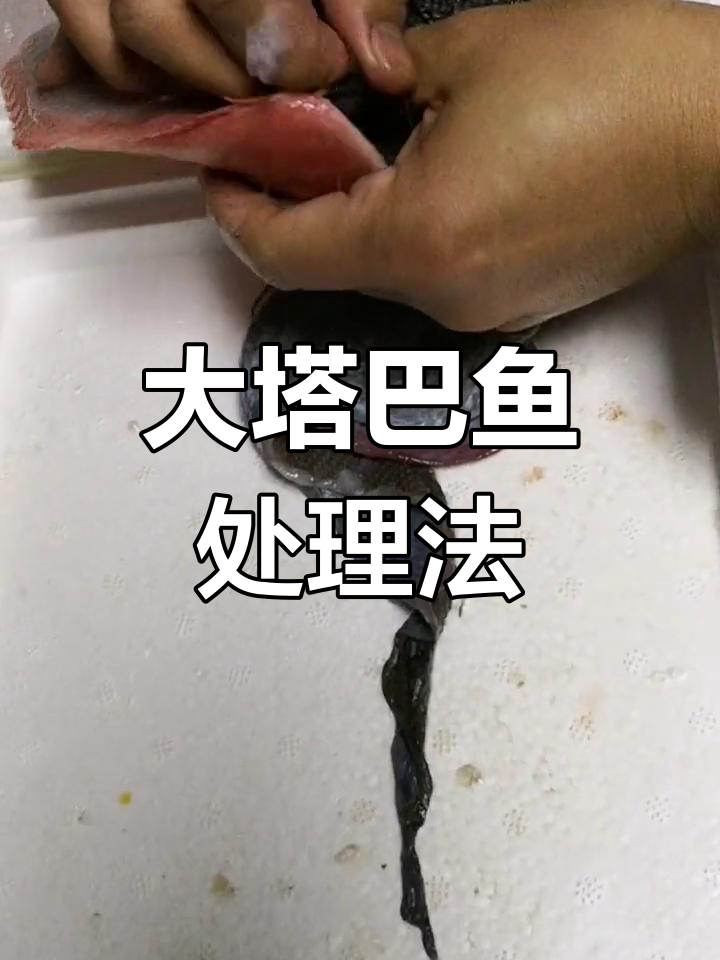 野生大塔嘛鱼粗加工技巧
