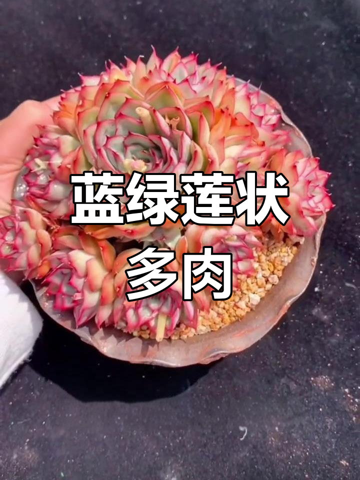 猎户座多肉植物特征