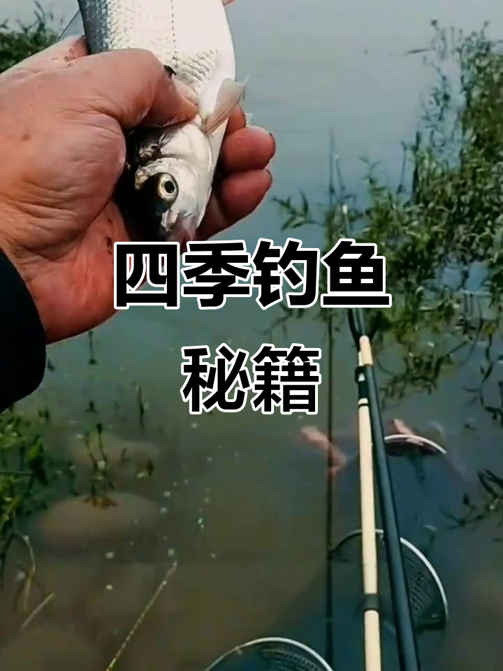 樱花鱼四季可钓，掌握技巧轻松爆护！