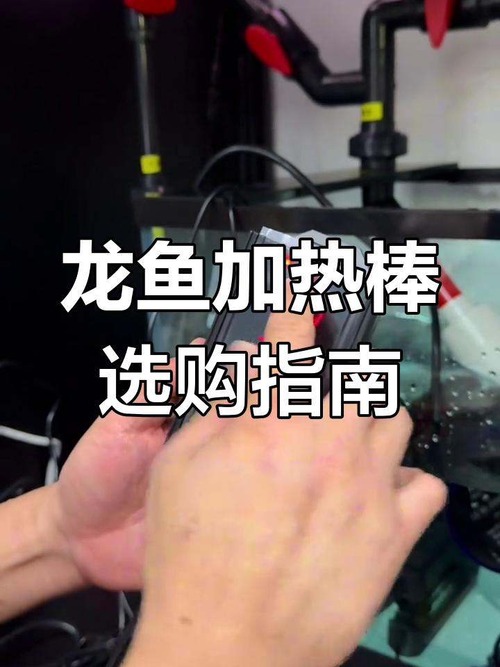 选加热棒必看!质量不好容易出问题,龙鱼养殖必备技巧