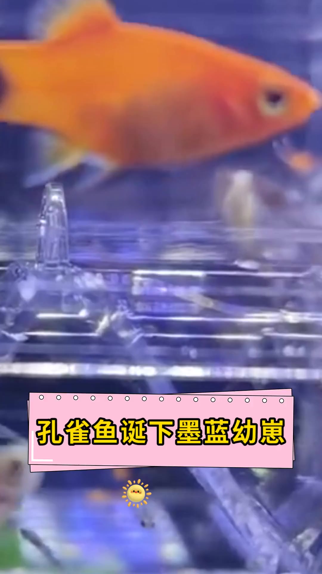 孔雀鱼诞下墨蓝幼崽