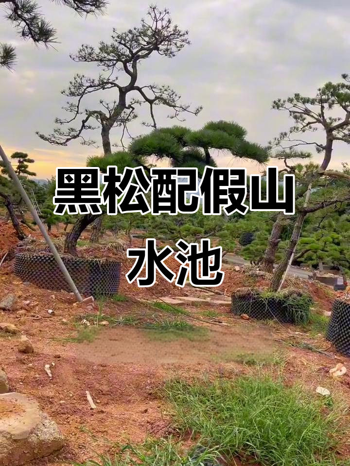 12年造型黑松与假山鱼池的完美搭配,打造别墅庭院新风尚