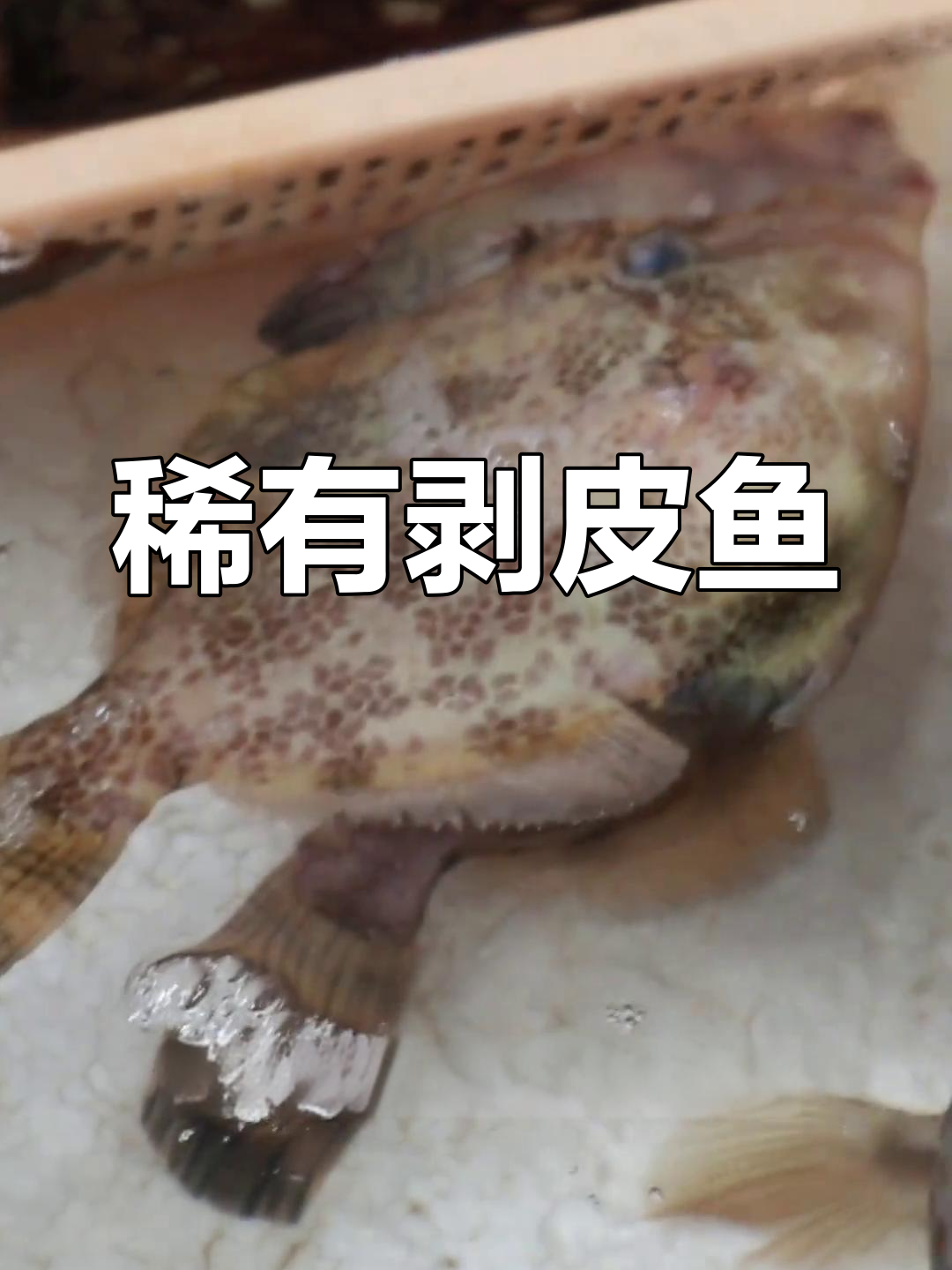 剥皮鱼虽常见,但产量稀少,南海两种品种难寻